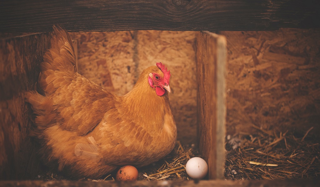 è nato prima l'uovo o la gallina - tomarchio pasticceria siciliana